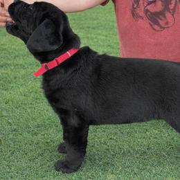 Labrador Retriever Puppies from McCracker Pond Labradors