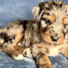 Aussiedoodles, Australian Mountain Doodles, Bernedoodles, and Miniature American Shepherds from Rose Creek Mini Aussies and doodles