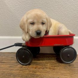 Labrador Retriever and Poodle Puppies from Laird Farms