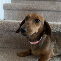Clove - Red female Dachshund puppy in Sacramento, California from MiniDoxPups