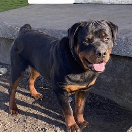 Bruski - Rottweiler