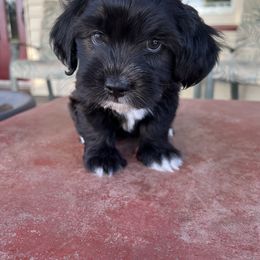 Companion Cross Puppies from V & V Kennels