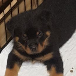 "Now Multi V-1; Sieger CH KeeRocka's Power of Love, CDX, AHBA HTAD1-sheep" Cardigan Welsh Corgi, Keeshond, and Rottweiler Puppies from KeeRocka Show Dogs
