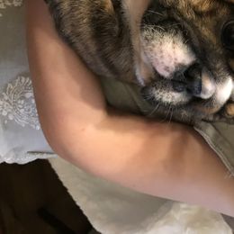 English Bulldog Puppies from Bullberry Farm