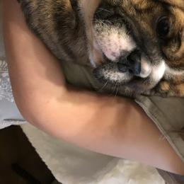 English Bulldog Puppies from Bullberry Farm