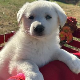 Boy 3 - German Shepherd puppy from Twila Ruth Herot