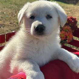 Boy 3 - German Shepherd puppy from Twila Ruth Herot