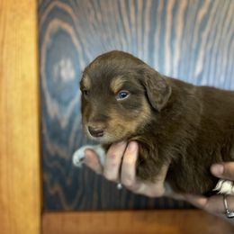 Mars: Boy 1 solid red - Australian Shepherd puppy from Magpie Springs Australian Shepherds