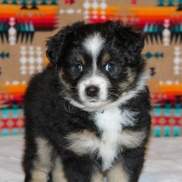 German Shepherds and Miniature Australian Shepherds from Taylor Pevehouse