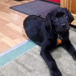 Labrador Retriever Puppies from Debbie Wing