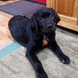Labrador Retriever Puppies from Debbie Wing