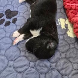 Trinity - Black tri female Miniature Australian Shepherd puppy in Dowagiac, Michigan from Wrightway Wigglebutts
