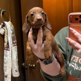Scotty - Red male Dachshund puppy in Athens, Texas from County Road Puppies