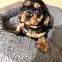 Cavalier King Charles Spaniel and Cavapoo Puppies from PJE Cavs and Poos