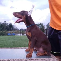 Doberman Pinscher Puppies from Franklin Dobermans