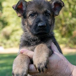 Pink - Sable female German Shepherd puppy in Hammond, Louisiana from Von LaMarca German Shepherds