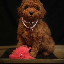 Goldendoodle Puppies from Crazy Cute Kennels