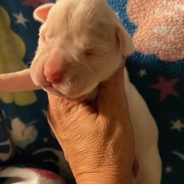 Boxer puppies from Sand Creek Boxer Kennel