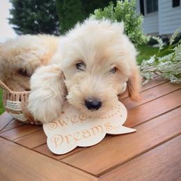 Butters - Apricot male Goldendoodle puppy in Harrisonburg, Virginia from Curlytail Doodles