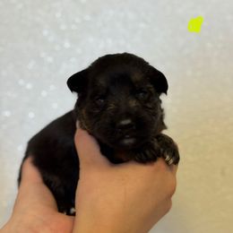 Comet - Black and red male German Shepherd puppy in Warwick, Rhode Island from Karma Kennels
