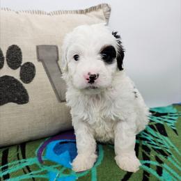 Frodo - Black and white male Bernedoodle puppy in Granton, Wisconsin from Rose River Farms