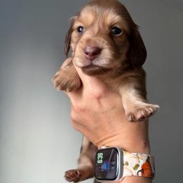Bernadette - Chocolate and cream female Dachshund puppy in Piedmont, Oklahoma from Jess’s Dachshunds