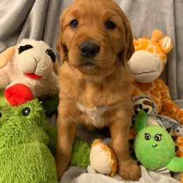 Golden Retriever Puppies from Charmed Golden Retrievers