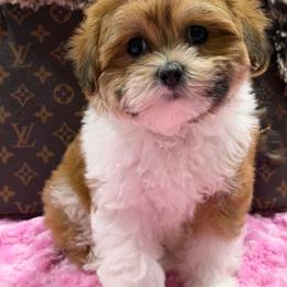 Maxie - Parti female Maltipoo puppy in Cooper City, Florida from Jenny La Bone