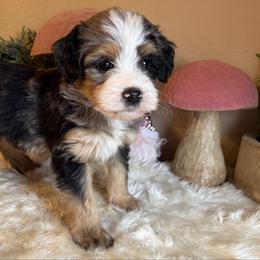 Boy 5 - Merle male Bernedoodle puppy in Perryville, Maryland from Heavenly Heritage Dachshunds and Doods