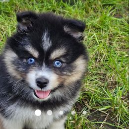 Pomsky Puppies from SoCal Pomskies LLC