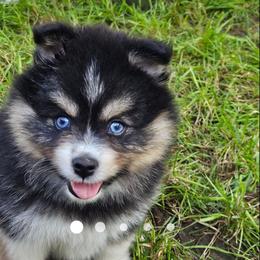 Pomsky Puppies from SoCal Pomskies LLC