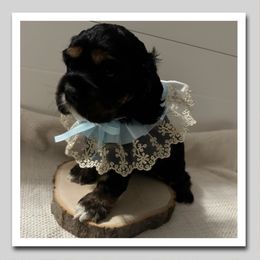 Ruby - Black white and tan female Cocker Spaniel puppy in Texarkana, Texas from K&M Cocker Spaniels