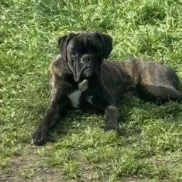 Layla - Boxer
