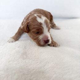 Goldendoodle and Maltipoo Puppies from Pnwfamilydoodles