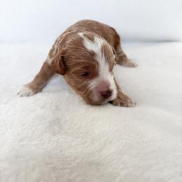 Goldendoodle and Maltipoo Puppies from Pnwfamilydoodles