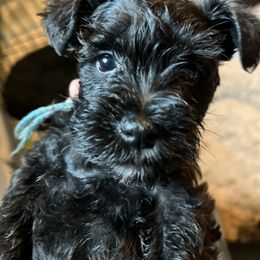 Miniature Schnauzer Puppies from Cedar Ridge Ranch Mini Schnauzers