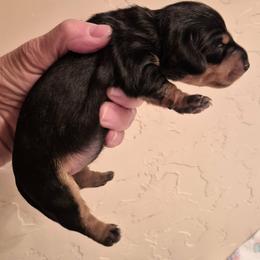 Bunny AKC Black and tan female mini dachshund, carries piebald and dilute. Pet price ( On hold while thriving) - Black and tan female Dachshund puppy in Las Cruces, New Mexico from The Dachshund Den