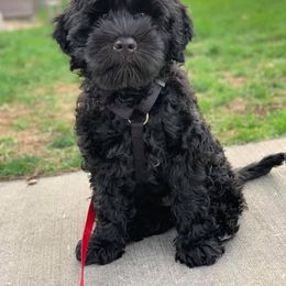 Portuguese Water Dog Puppies from Prestige Portuguese Water Dogs