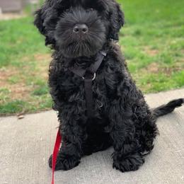 Portuguese Water Dog Puppies from Prestige Portuguese Water Dogs