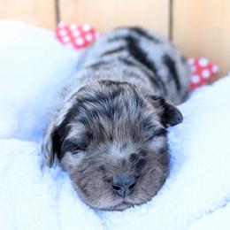 Red  Collar - Blue merle male Aussiedoodle puppy in Coulee City, Washington from Mr and Mrs Doodle Farm