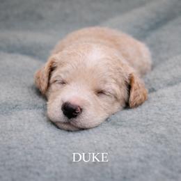 Duke - Apricot male Goldendoodle puppy in Hendersonville, Tennessee from Ben's Best Buddy Goldendoodles