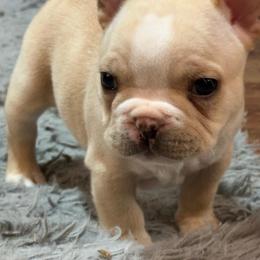 Jabba the Hut or Chungas - Cream male French Bulldog puppy in Enid, Oklahoma from Herell's French Bulldogs