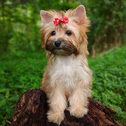 Companion Cross, Havanese, Mal-Shi, Maltese, Maltipoo, Morkie, and Shih Tzu Puppies from Seeking Shalom Acres Maltese, Maltipoos & Havamalts