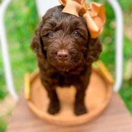 Honey - Chocolate female Goldendoodle puppy in North Carolina from Tuxedo Mountain Doodles