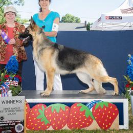 LINK - German Shepherd