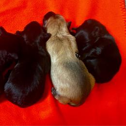 Promise Black Girl - Black female Pyrenean Shepherd puppy in Ripley, Ohio from La Rive Pyr Sheps LLC