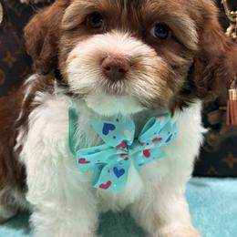 Goldendoodle and Shihpoo Puppies from Jenny La Bone