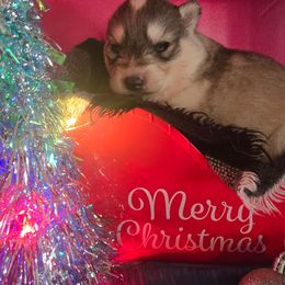 Male 3 - Gray and white male Siberian Husky puppy in Bingham, Illinois from Siberian Instincts Kennel