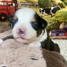 Black Tri-2 - Black tri female Miniature Australian Shepherd puppy in Ronan, Montana from Dirt Road Aussie’s of Montana