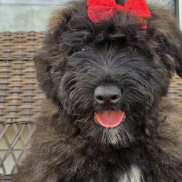AKC Bella - Gray brindle Bouvier des Flandres puppy in Marionville, Missouri from Sandbox Puppies